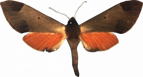Afroclanis Calcerea Female