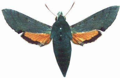 Basiothia medea