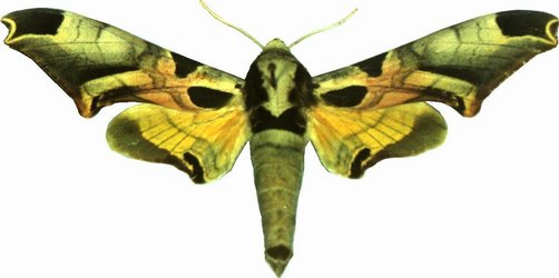 Batocnema africana Male