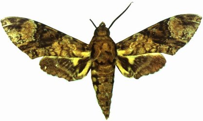 Coelonia Mauritii Male
