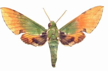 Euchloron Megaera Male