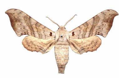 Falcatula Falcata Male