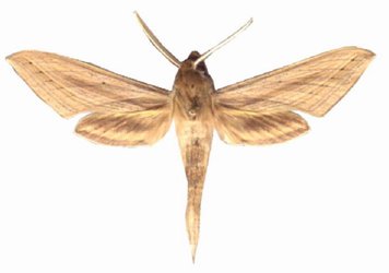 Hippotion Balsaminae Male