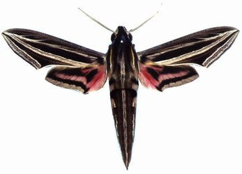 Hippotion Osiris Male