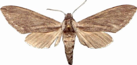 Hoplistopus Penricei Male