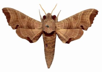 Likoma Apicalis Male