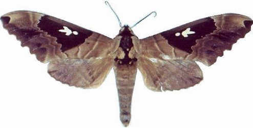 Lophostethus Dumolinii Male