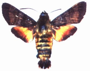 Macroglossum Trochilus Male