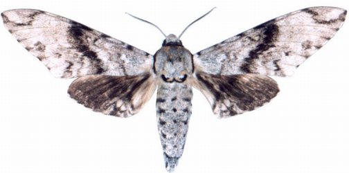 Macropoliana Natalensis Male