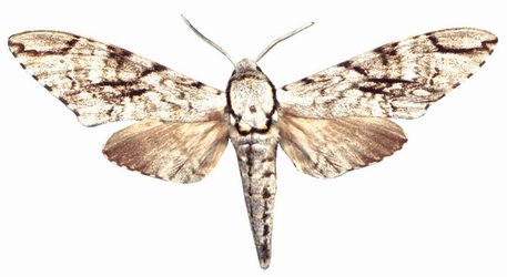 Macropoliana Oheffernani Male