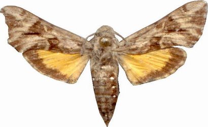 Microsphinx Pumila