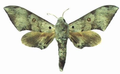 Neopolyptychus Compar Male