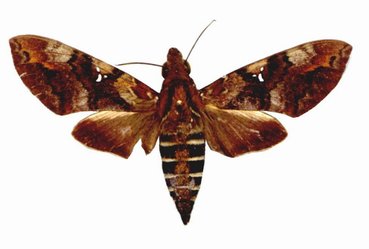 Nephele Accentifera Female