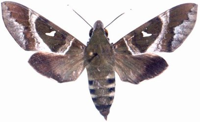 Nephele Argentifera Female
