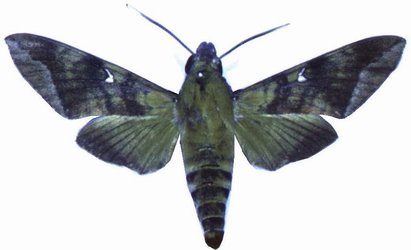Nephele Comma Male
