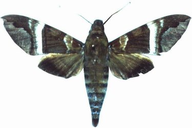 Nephele Rosae Male