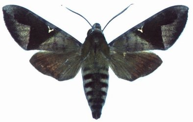 Nephele Vau Male