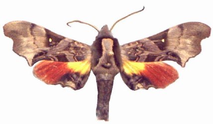 Odontosida Magnifica Male