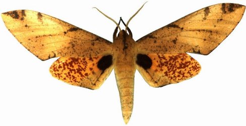 Platysphinx Piabilis Male