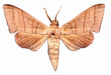Polyptychopsis Marshalli Male