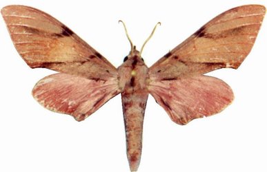 Polyptychus Baxteri Male