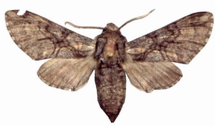 Praedora Marshalli Male