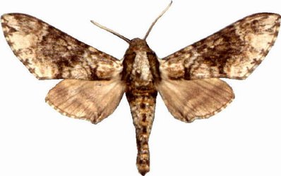 Preadora Plagiata Male