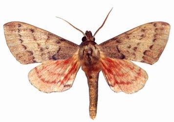 Pseudandriasa Mutata Male