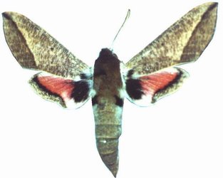 Rhodafra Marshalli Female