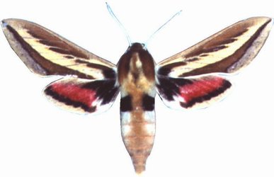 Rhodafra Opheltes Male