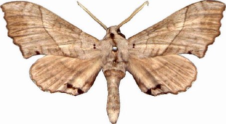 Rufoclanis Numosae Male