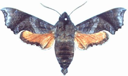 Temnora elegans female