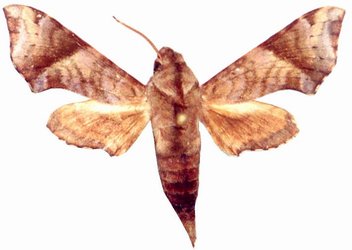 Temnora iapygoides male