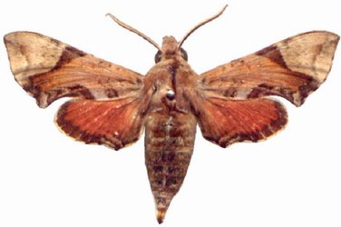 Temnora inornata male