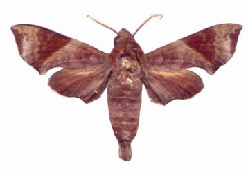 Temnora marginata male