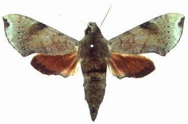 Temnora murina male
