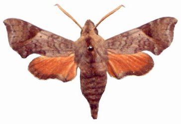 Temnora namaqua male