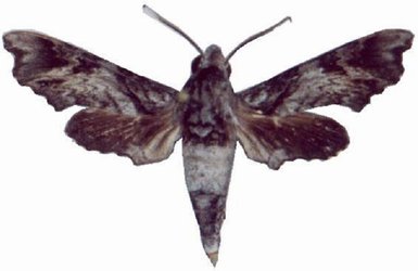 Temnora natalis male