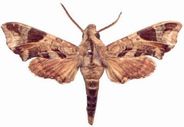 Temnora plagiata male