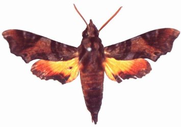 Temnora pylas male