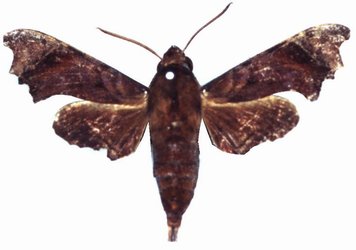Temnora zantus male
