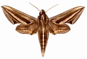 Theretra cajus male