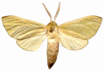 Xenosphinga jansei male