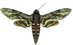Agrius convolvuli Male