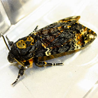 Acherontia atropos (Death's head hawkmoth)