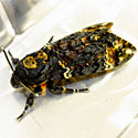 Acherontia atropos (Death's head hawkmoth)