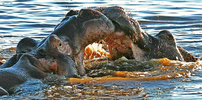 Hippopotamus amphibius (Hippopotamus)
