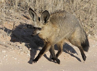 Otocyon megalotis (Bat-eared fox)