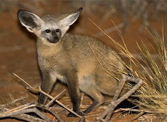 Otocyon megalotis (Bat-eared fox)