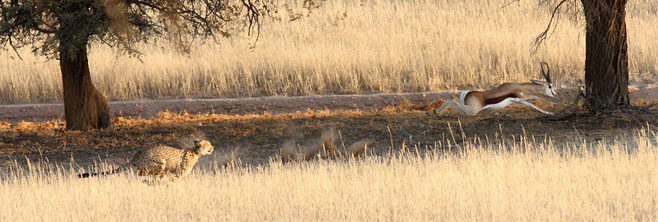 Acinonyx jubatus (Cheetah)